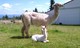 Mom and Cria