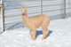 2018 Cria - Royce 