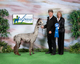 Award Winning Sire:  Icon's Silver Sancho of Harmony