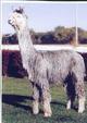 Champion Sire:  Peruvian Silver Heat