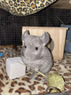 Ash is an example of one of our other Chinchillas