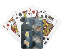 Kissing Alpaca Playing Cards
