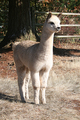 1st son as a cria - Photo by Linda Buttolph