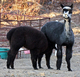 Arista and 3rd cria -- power mom!