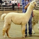 4H Show 2011