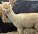 Stockshow 1/8/17