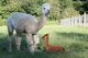 Trinity and cria, Malachi