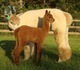 Trudy as a cria