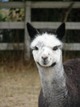 Offspring Rainier Alpacas Cha Cha Girl