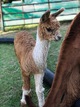 2019 cria WOWZA!