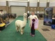 AOA  NATIONAL SHOW 2016 Suri light male 