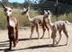 After cria shearing - Audie is on the left.