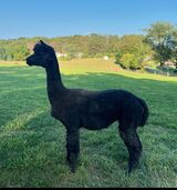 alpaca for sale