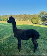 alpaca for sale