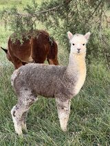 alpaca for sale