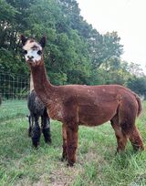 alpaca for sale