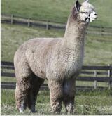 alpaca for sale