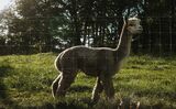 alpaca for sale