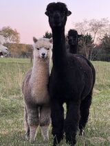 alpaca for sale