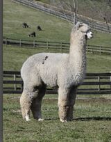 alpaca for sale