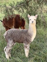 alpaca for sale