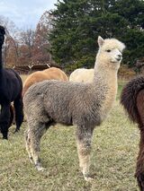 alpaca for sale