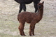 6 month old female cria by Toby