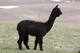 6 month old female true black cria by Toby