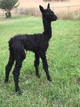 Female cria by Belefonte's Tobius