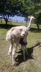 Krystal as a cria with mom Emilia