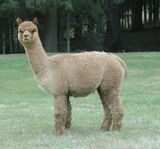 alpaca for sale