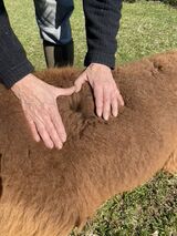 alpaca for sale