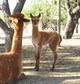  2008 cria Great Head Again