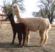 Sells with female cria at side