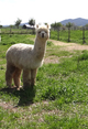 Max today in the pasture