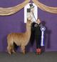 2nd cria out of GLR Nico!