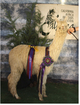 2nd Cria CHAMP STUD MALE