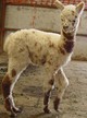 Appaloosa Cria!!