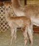 Check her luster as a cria