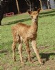 2nd Cria.. wowee!!