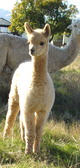 Fawn Female Cria at Side!!