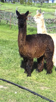 Dairy Maid. First Cria! Fine!!