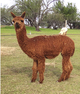 3rd cria Purple Reign