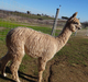 4th cria Knight's Ryder