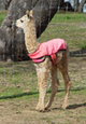 Kanilla as a cria