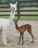 Dam: Suzy Suny Leaf w/cria