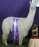 Sire: Fabulous Accoyo Mont Blanc