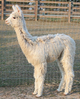 Princess Karina as a cria