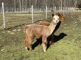 alpaca for sale