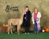 alpaca for sale